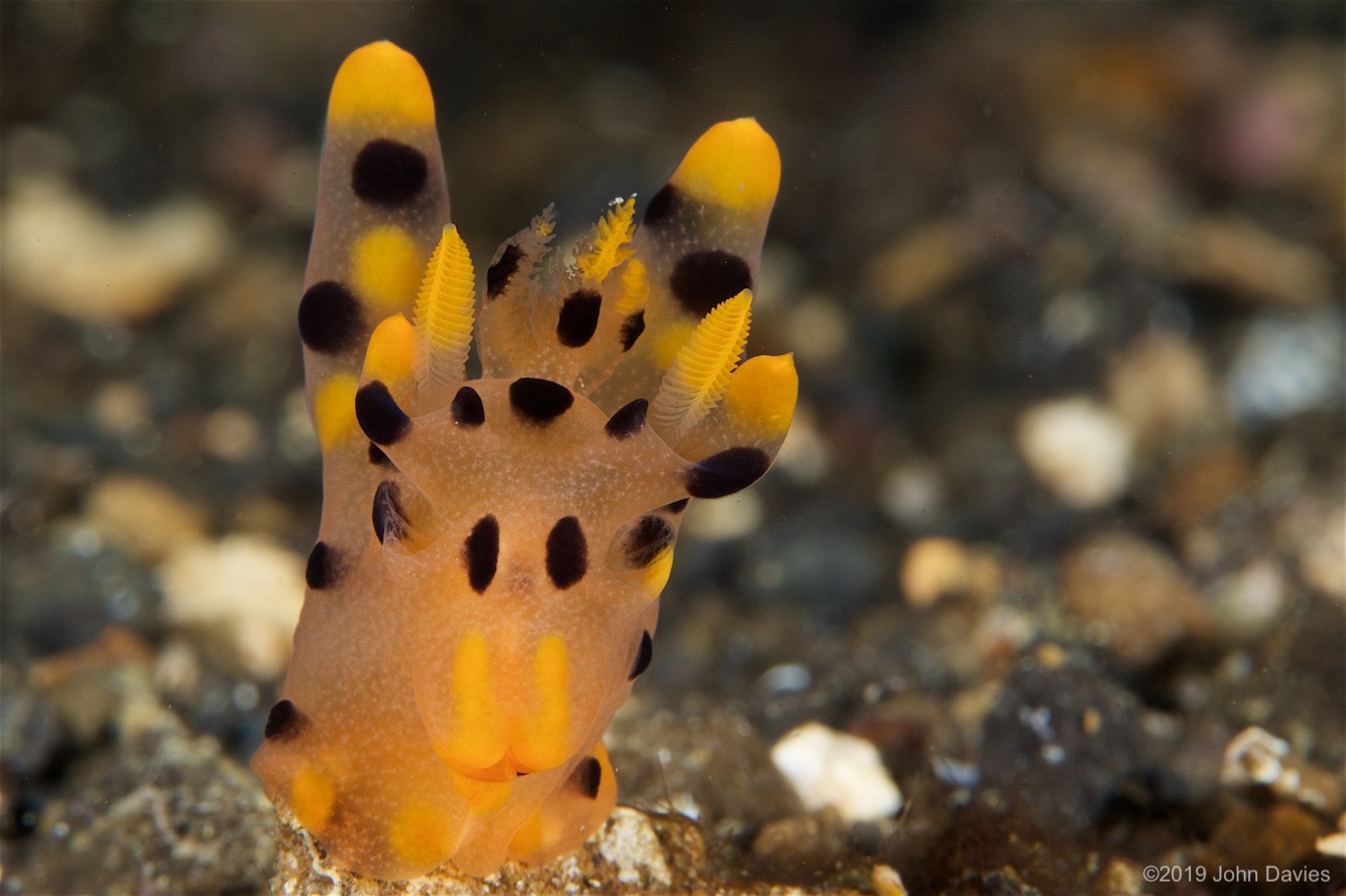 NadLembeh20160002