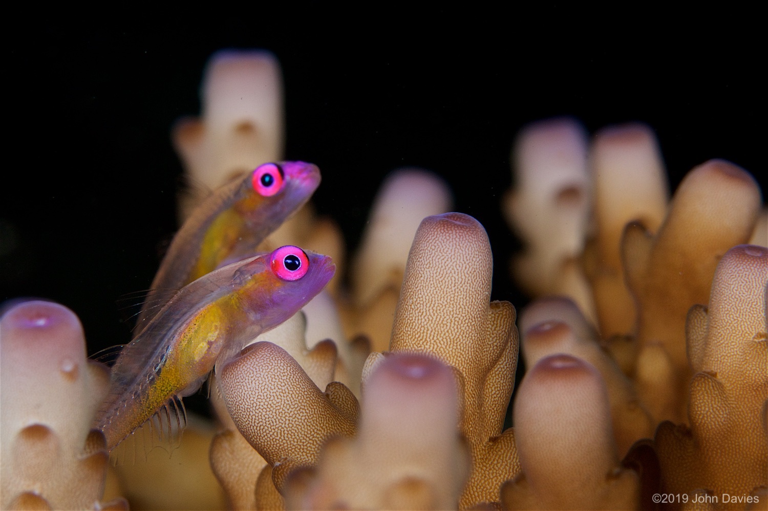 NadLembeh20160005