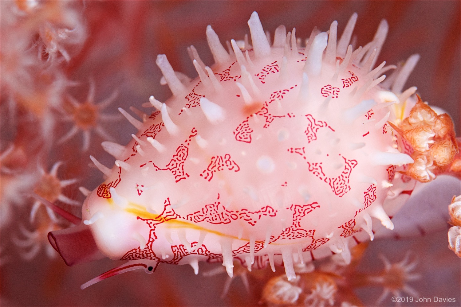 NadLembeh20160006