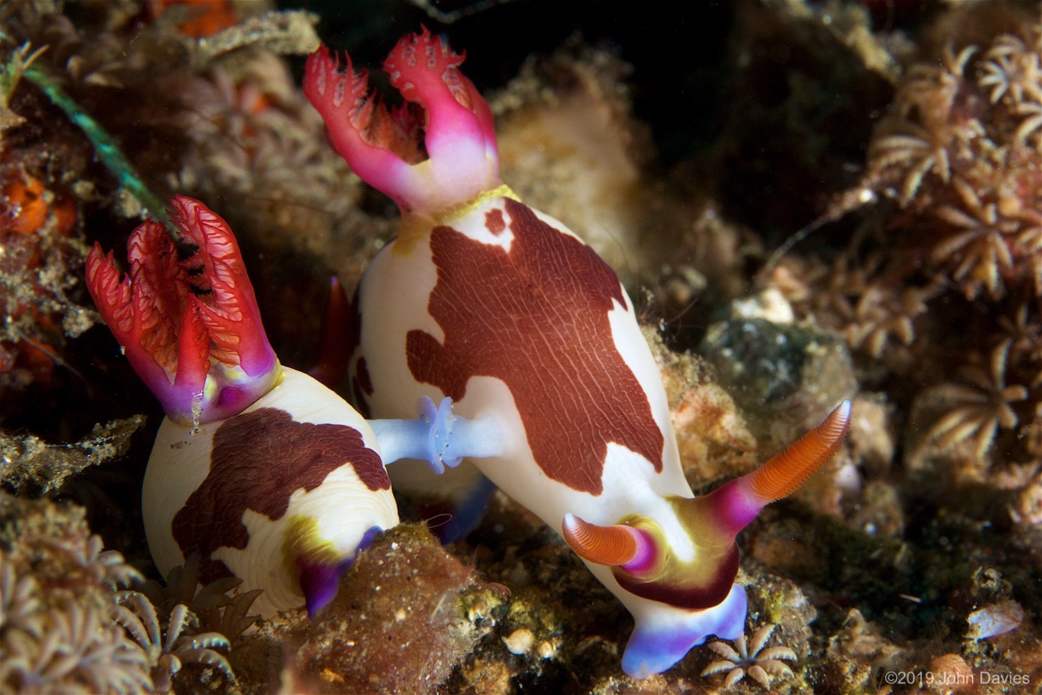 NadLembeh20160007