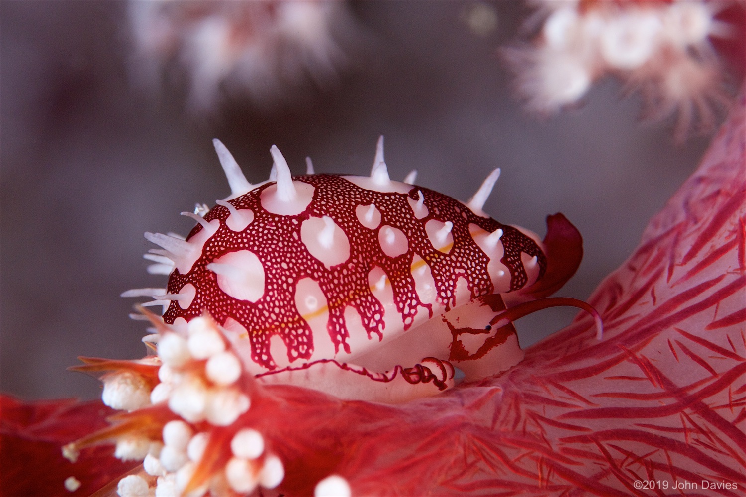 NadLembeh20160008