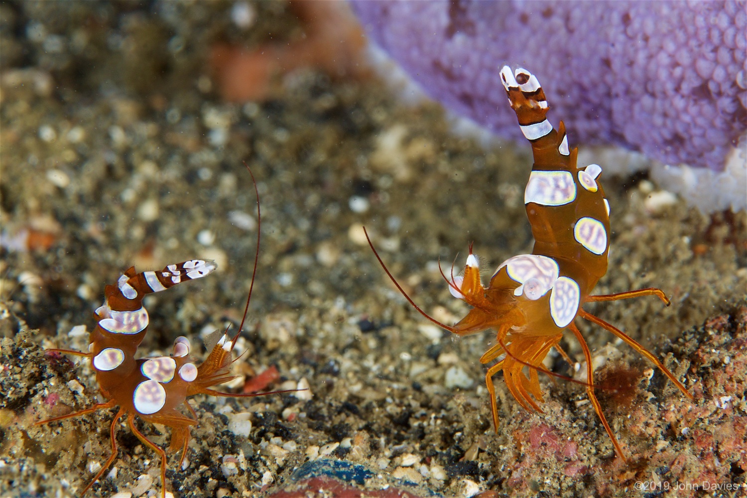 NadLembeh20160009