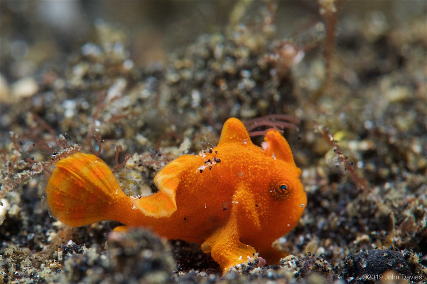 NadLembeh20160010