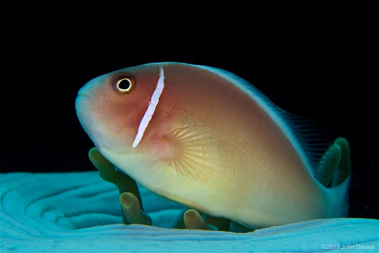 NadLembeh20160013