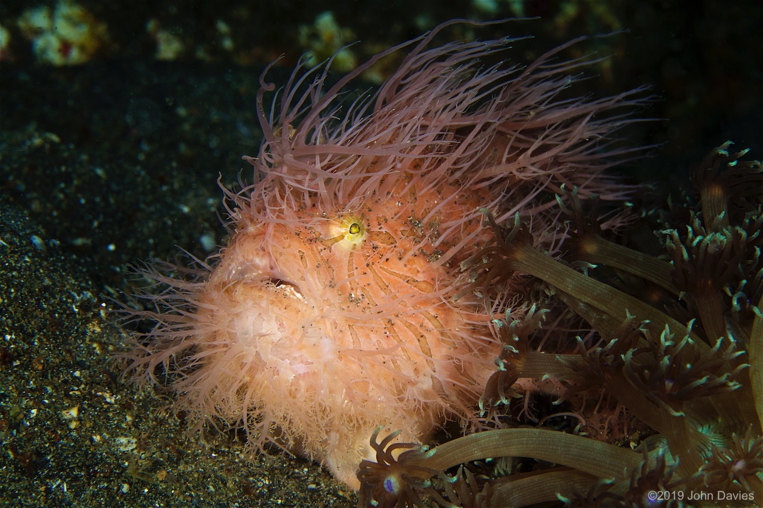 NadLembeh20160015