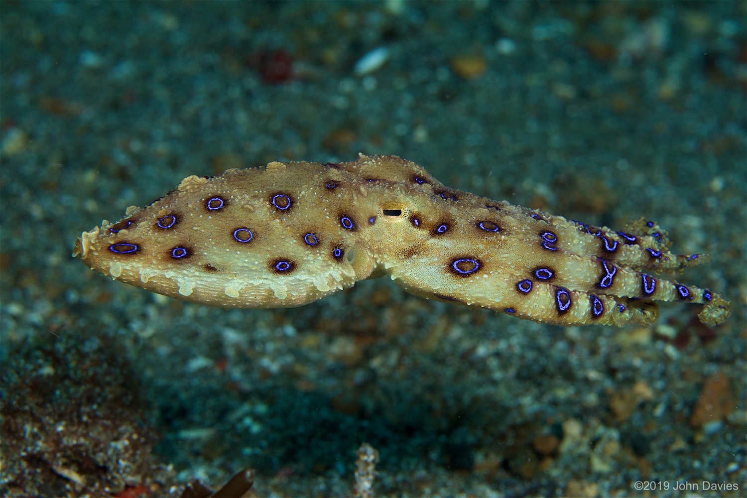 NadLembeh20160016