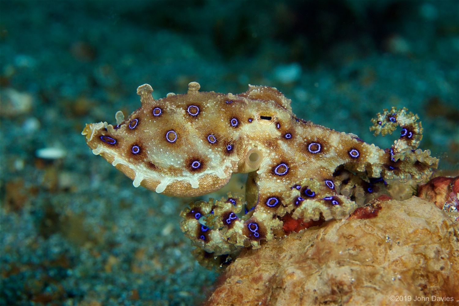 NadLembeh20160017