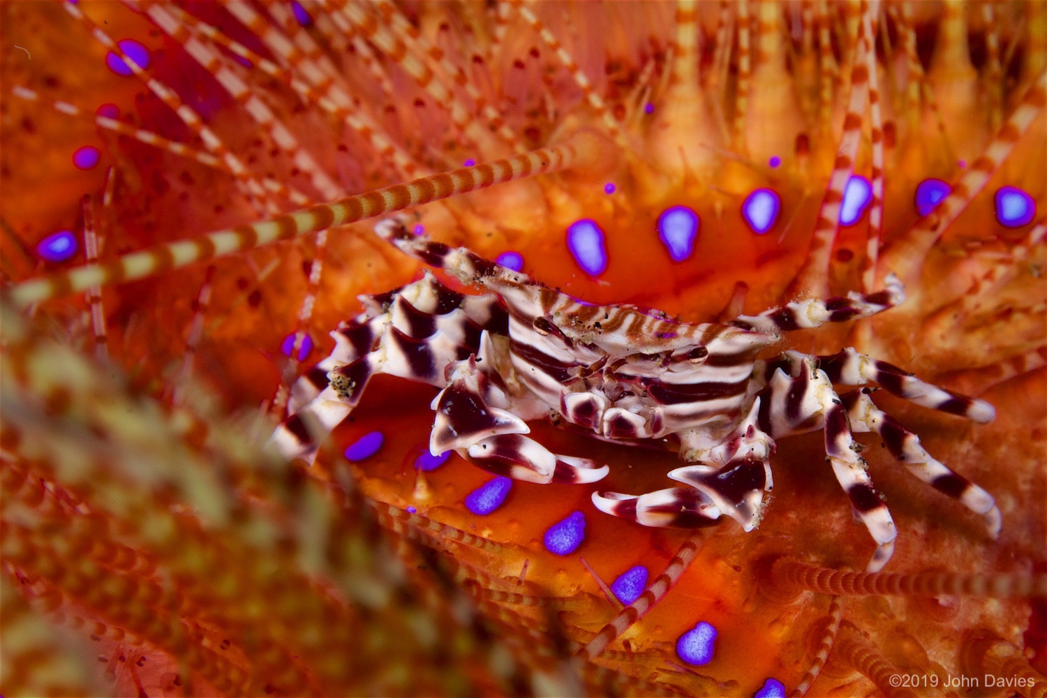 NadLembeh20160019