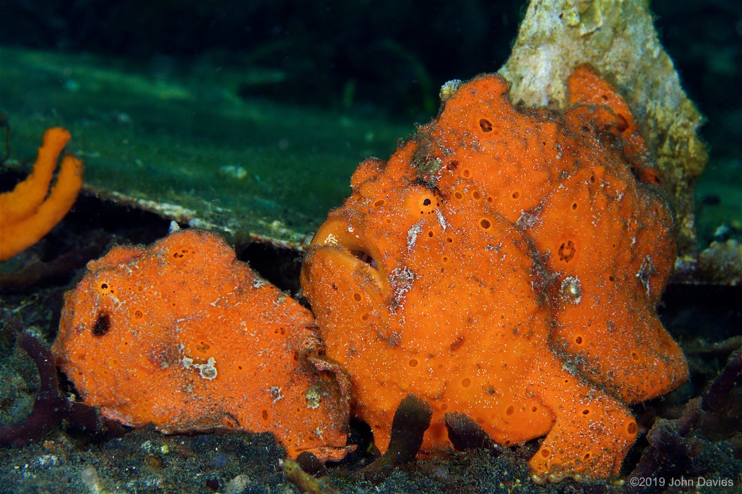 NadLembeh20160020