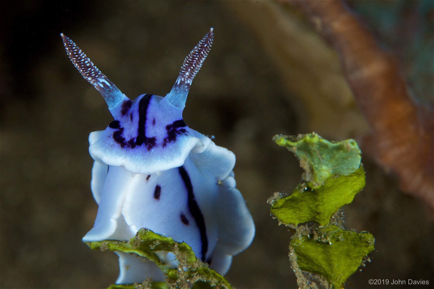 NadLembeh20160021