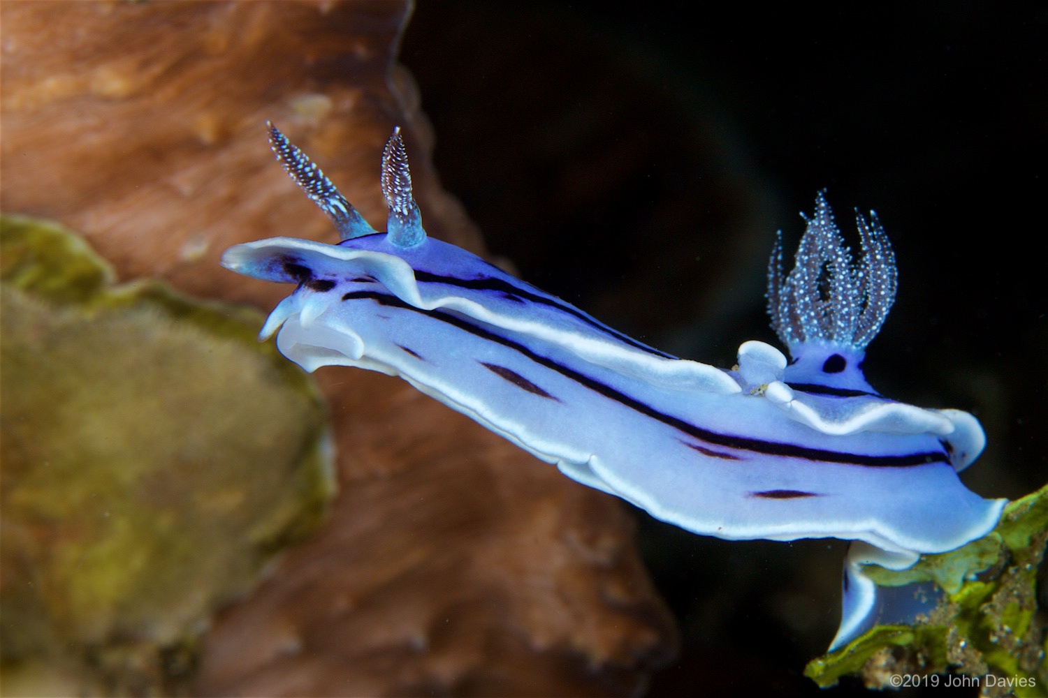 NadLembeh20160022