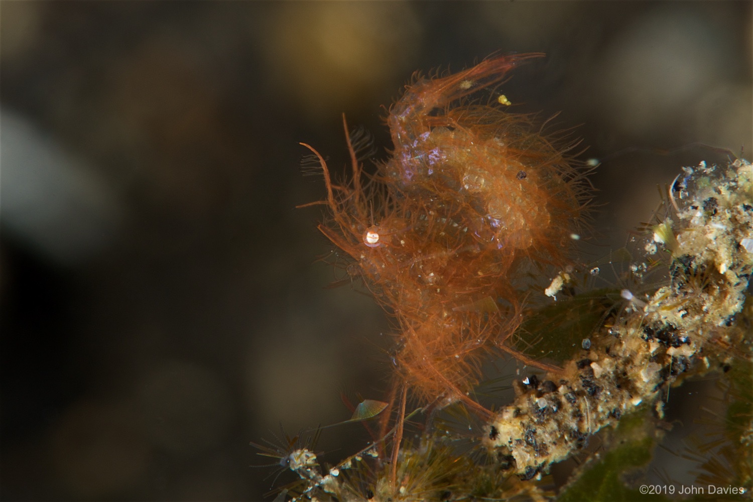 NadLembeh20160024