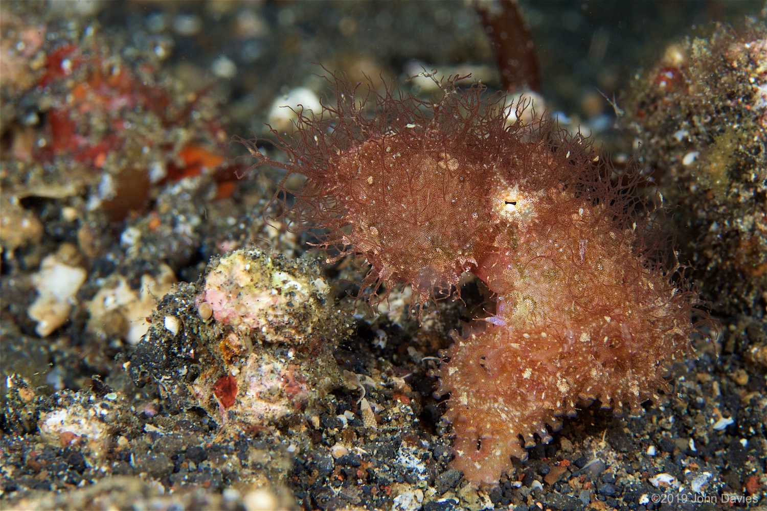 NadLembeh20160025