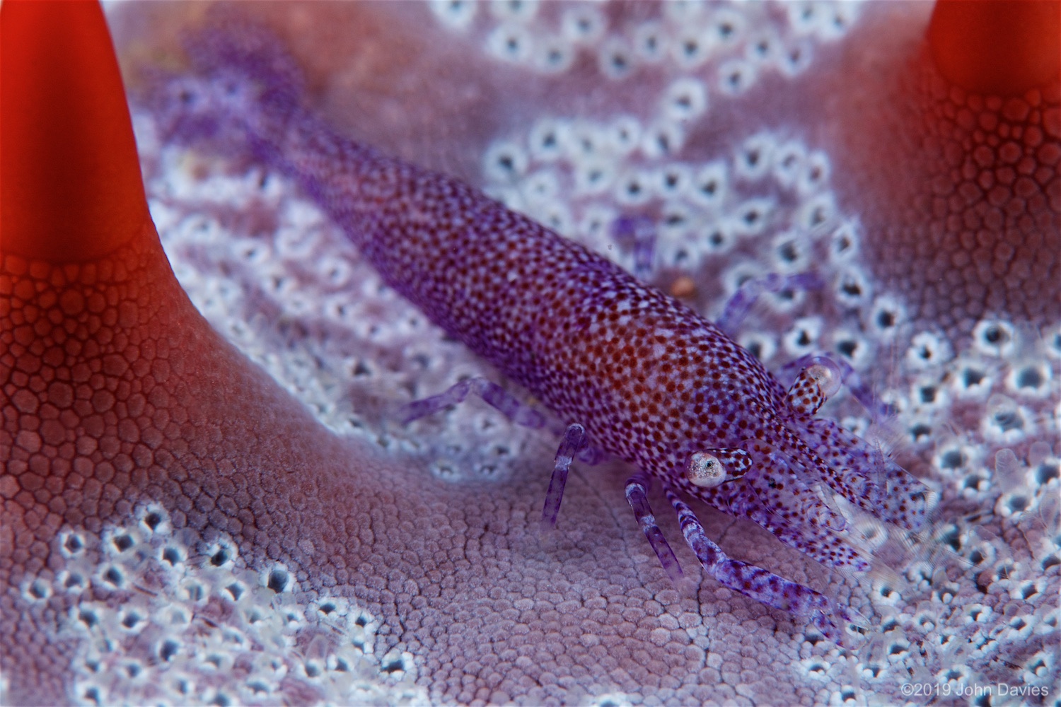 NadLembeh20160027