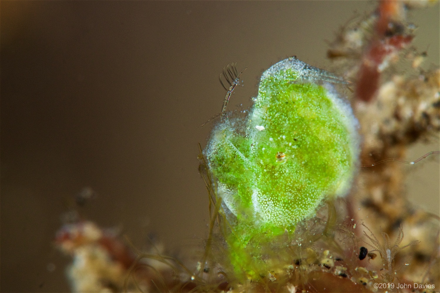 NadLembeh20160028