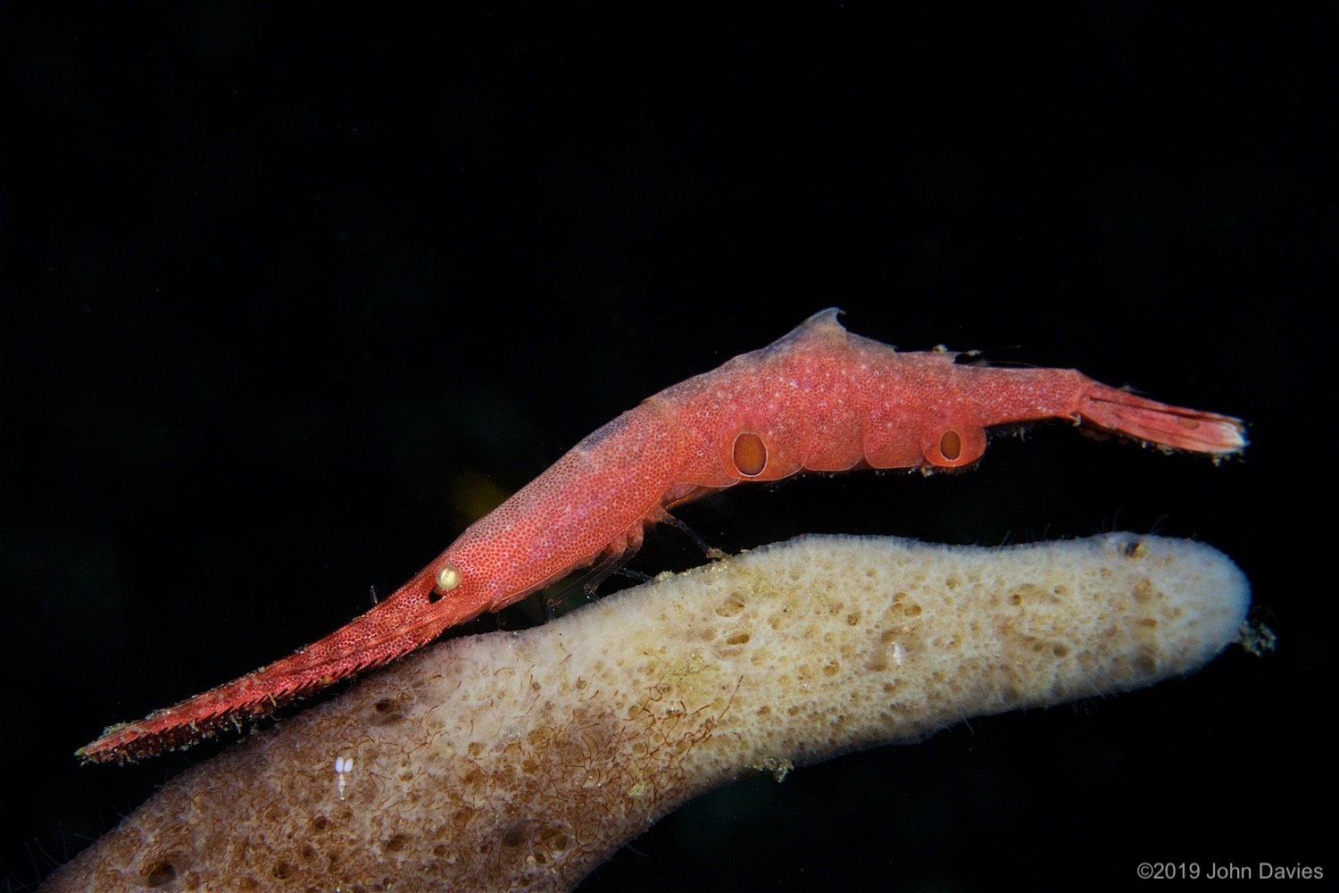 NadLembeh20160031