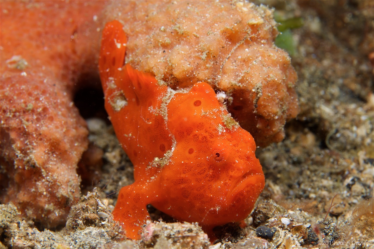 NadLembeh20160033