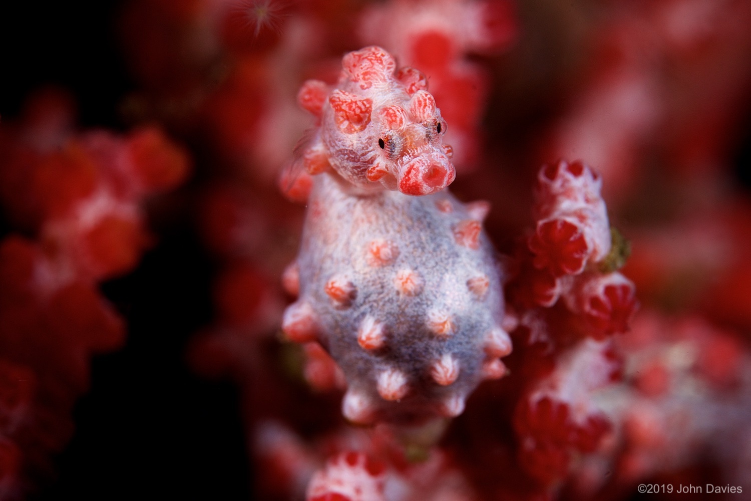 NadLembeh20160035