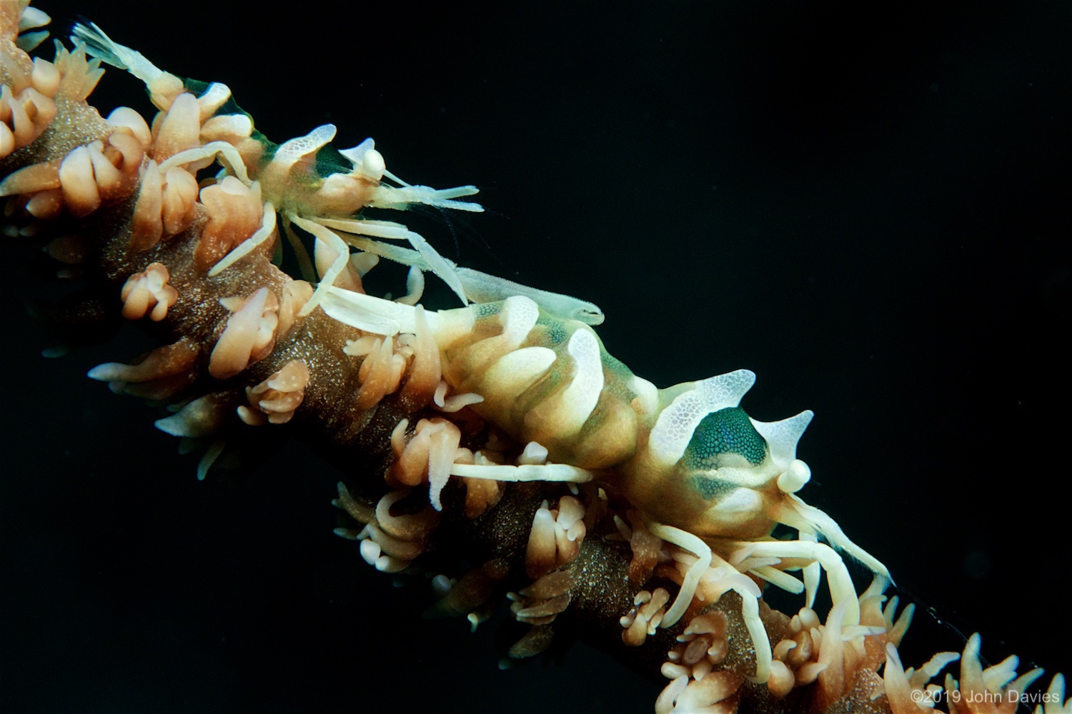 NadLembeh20160036