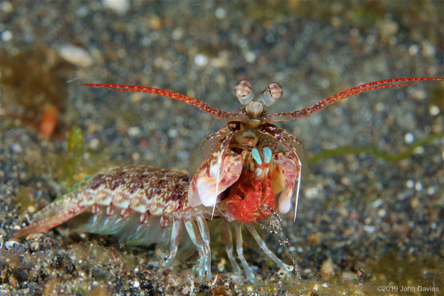 NadLembeh20160037