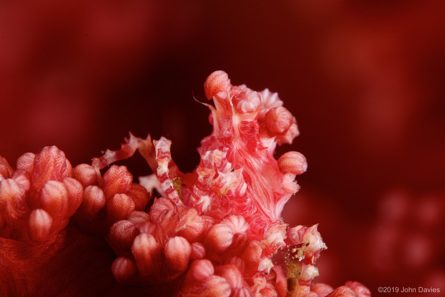 NadLembeh20160038