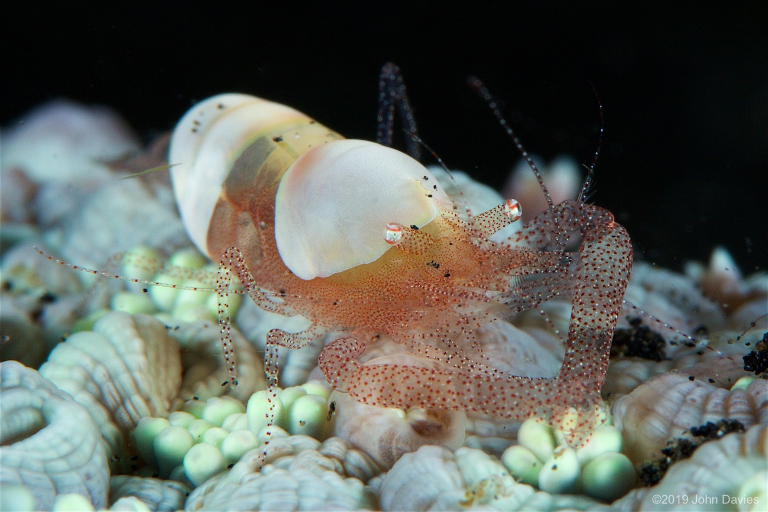 NadLembeh20160039