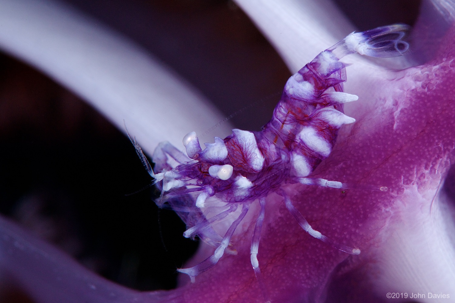 NadLembeh20160041