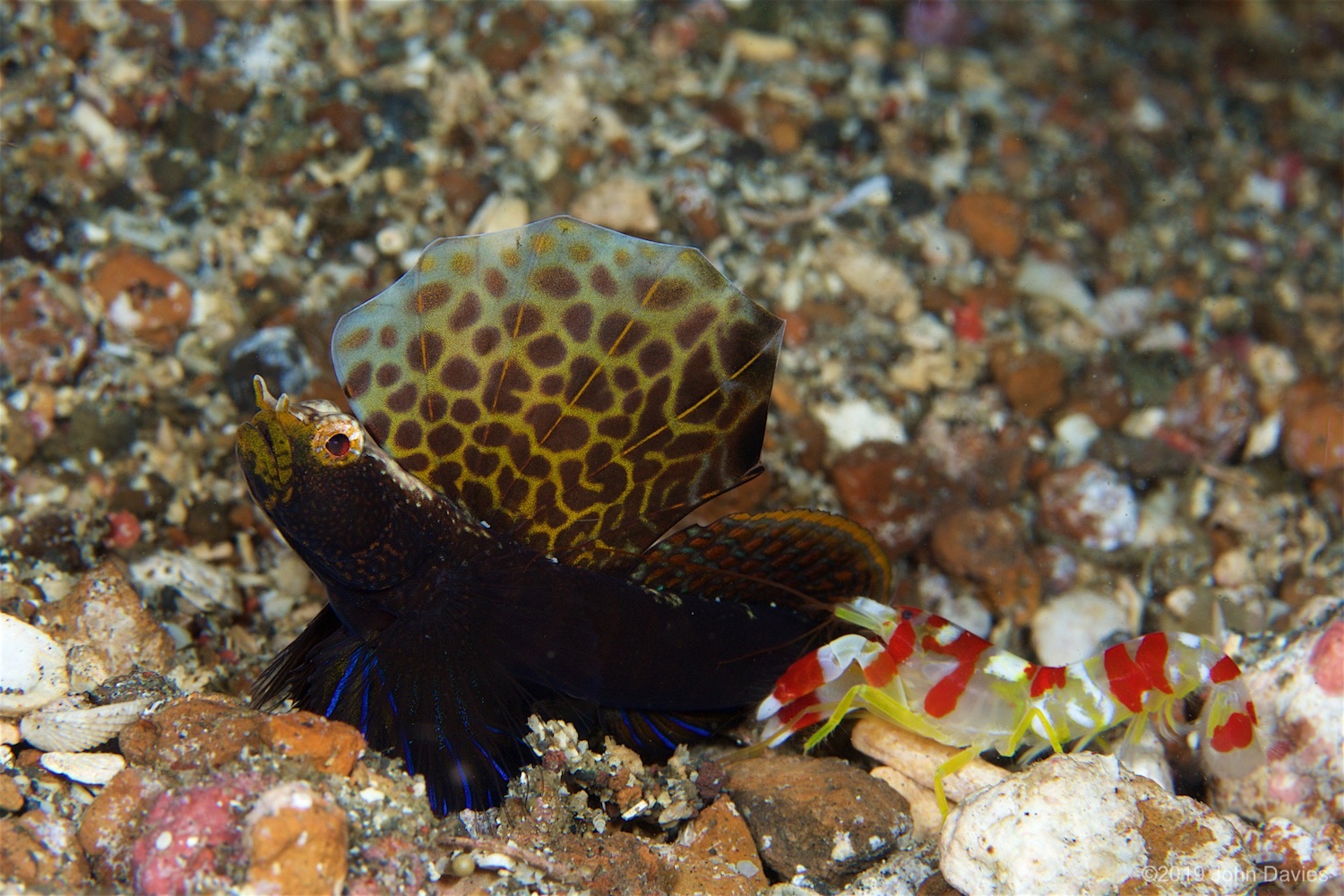 NadLembeh20160042