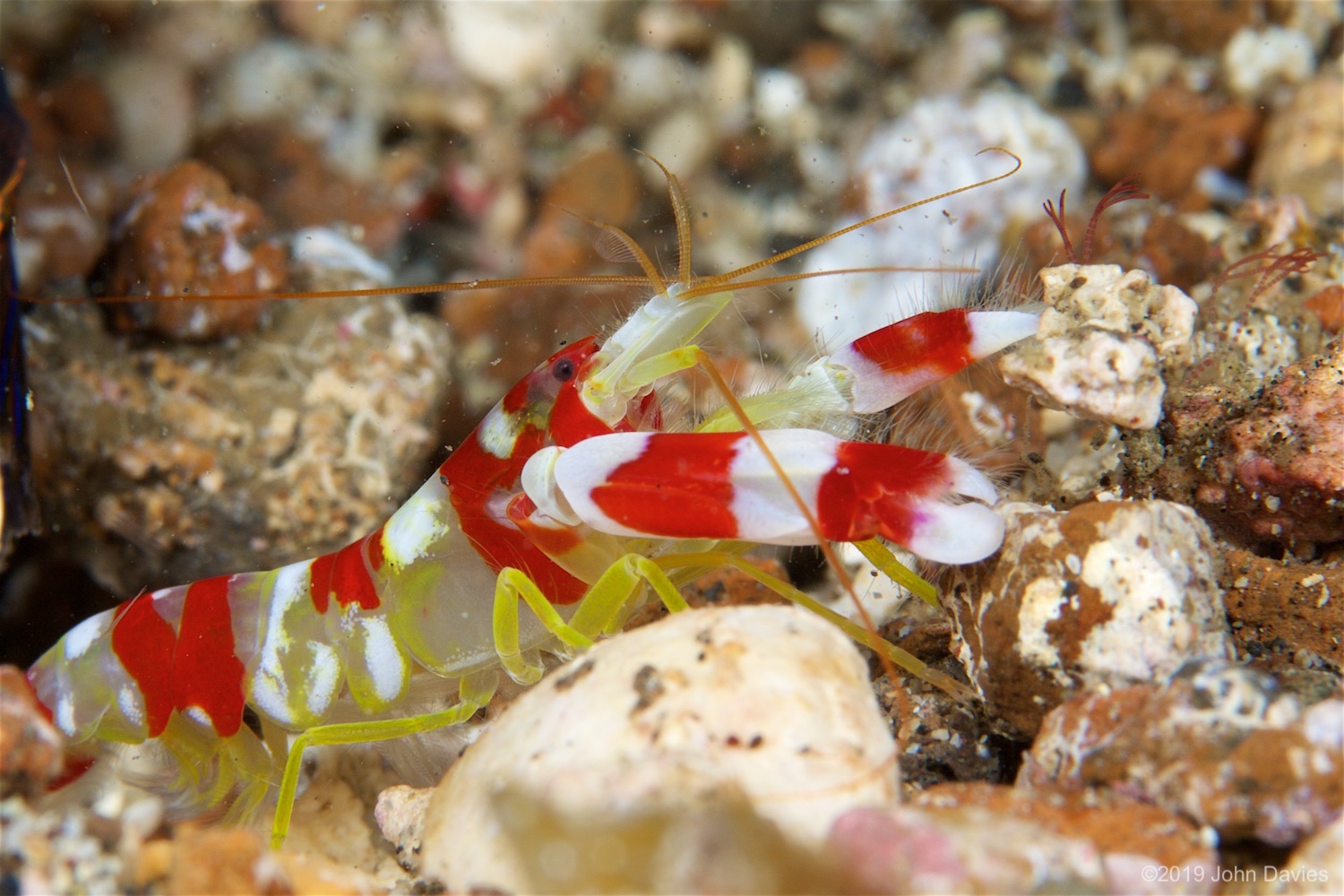 NadLembeh20160043