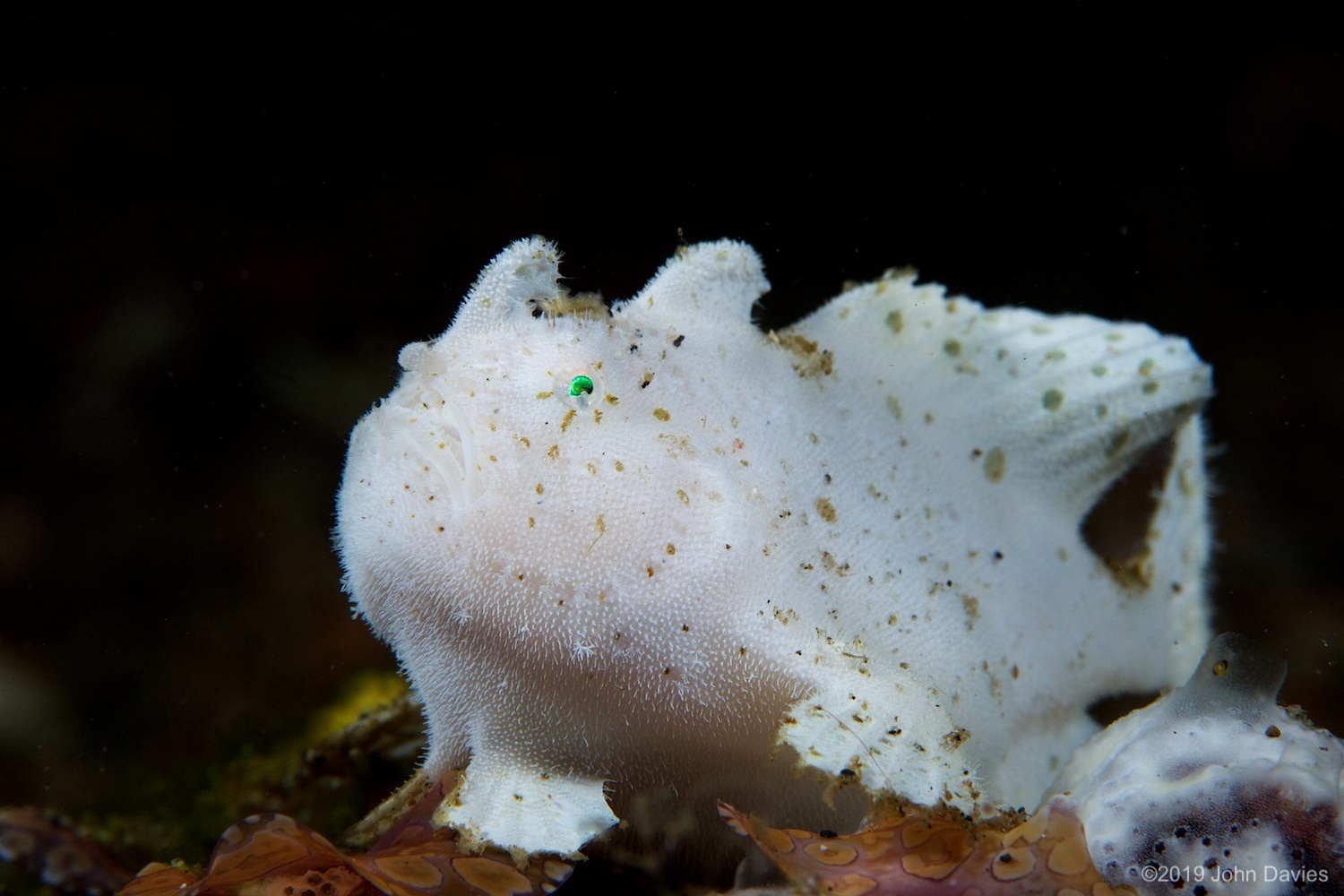 NadLembeh20160044