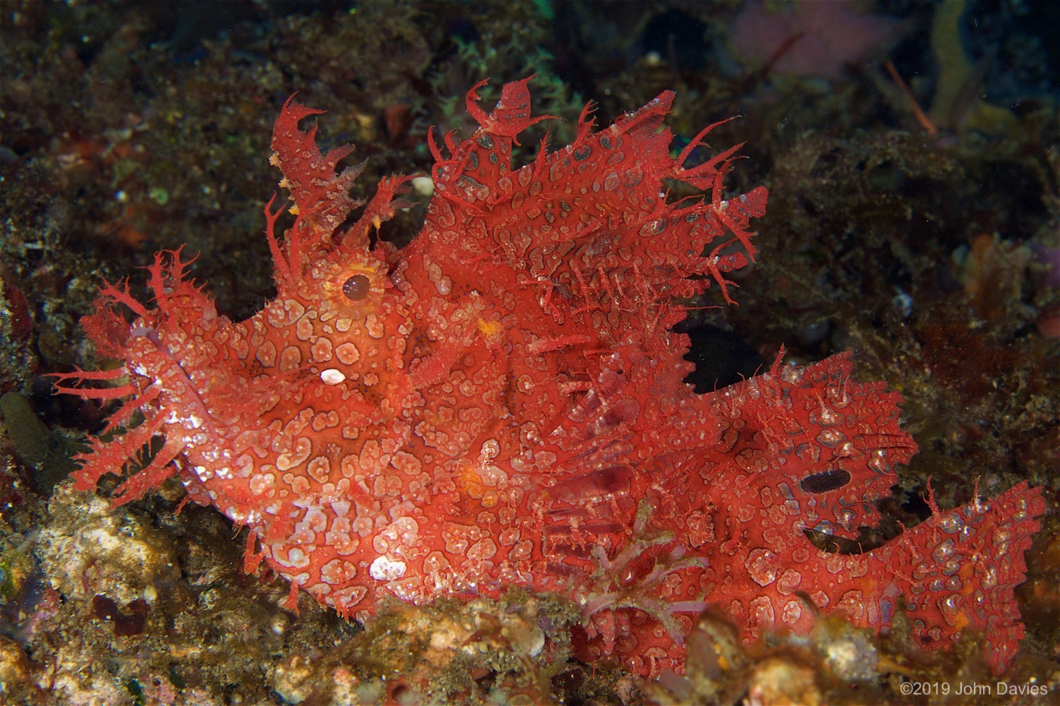 NadLembeh20160045