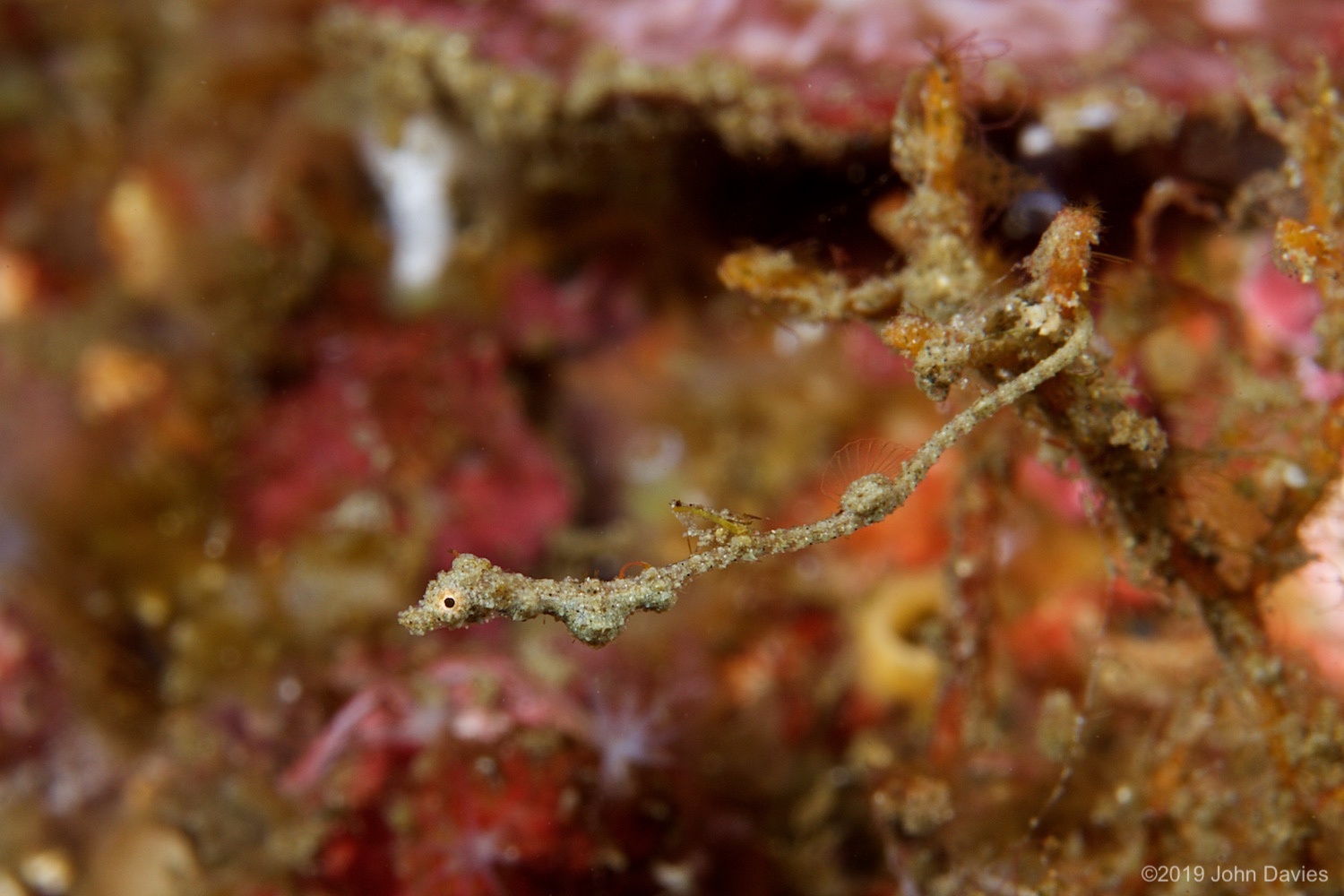 NadLembeh20160046