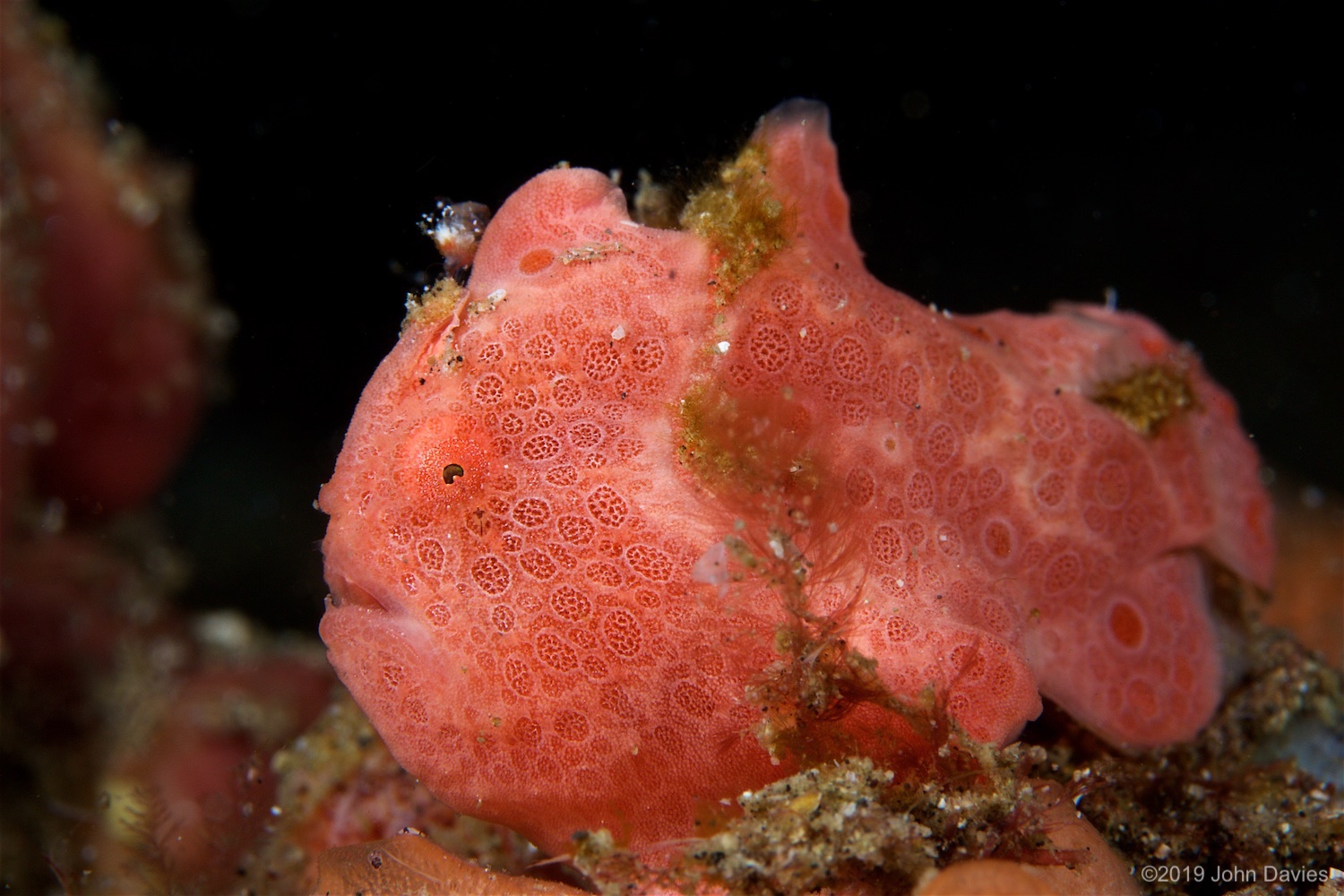 NadLembeh20160050