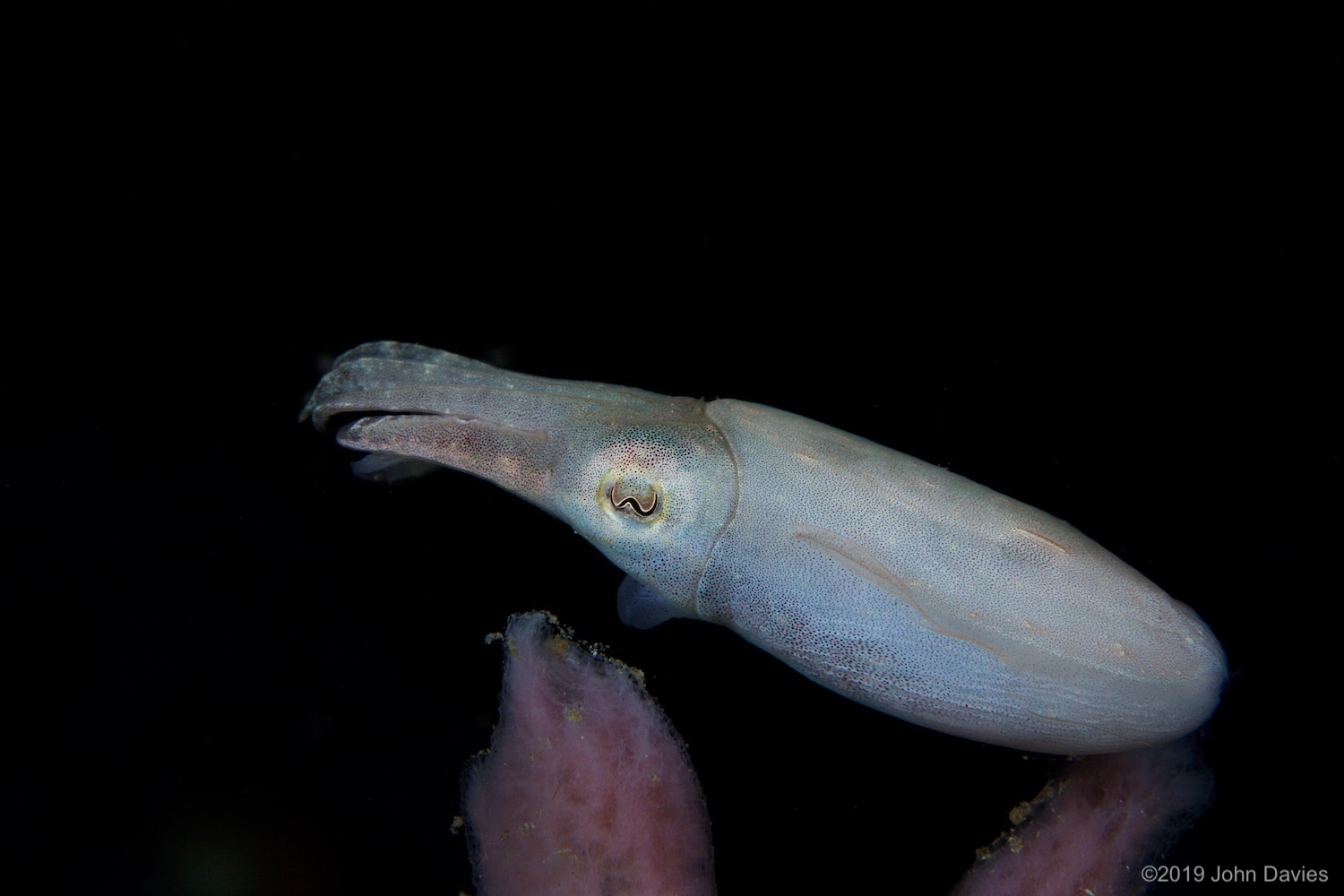 NadLembeh20160051