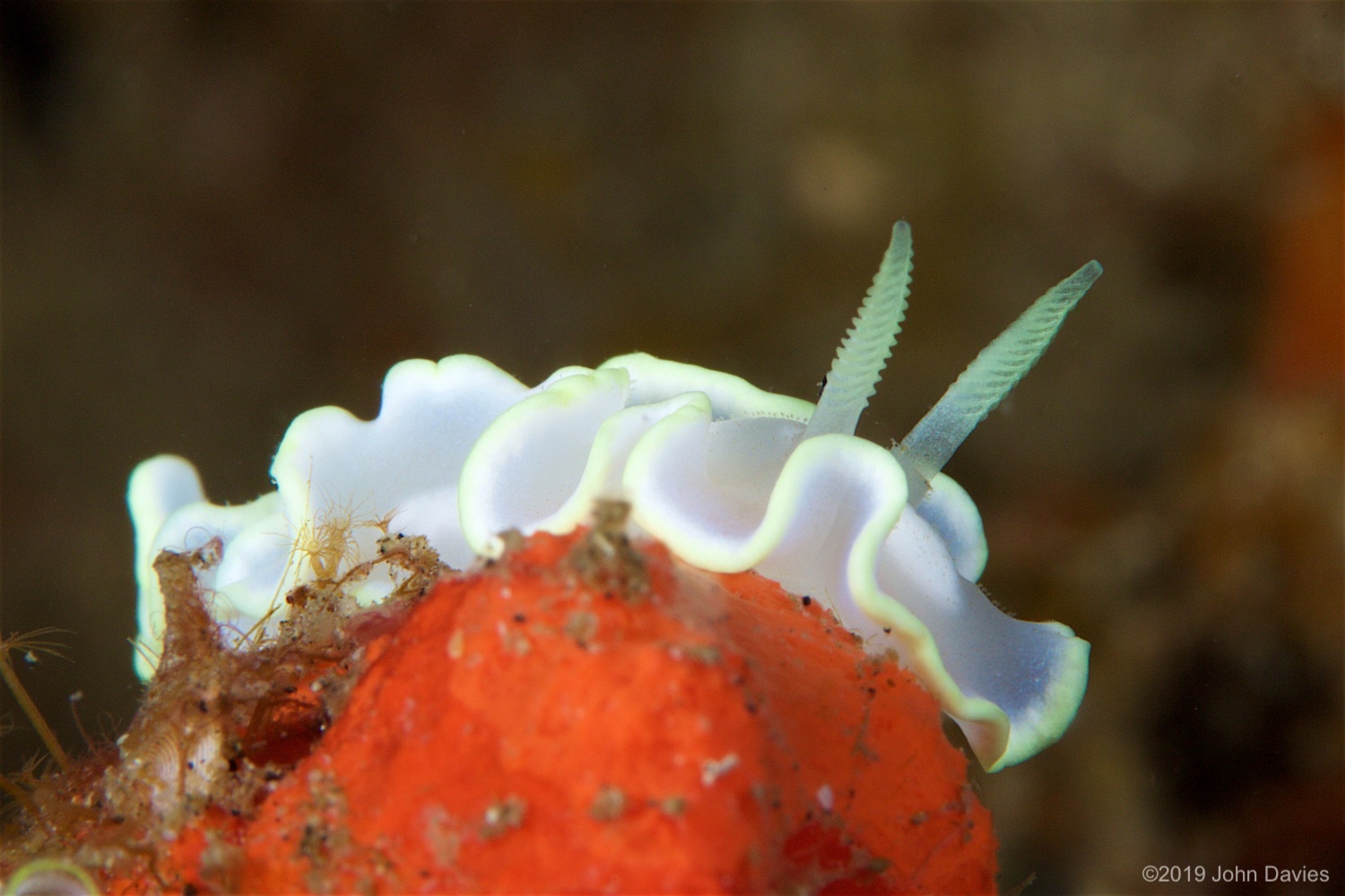 NadLembeh20160052