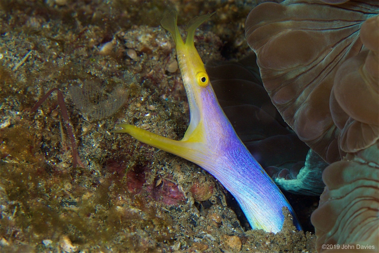 NadLembeh20160053