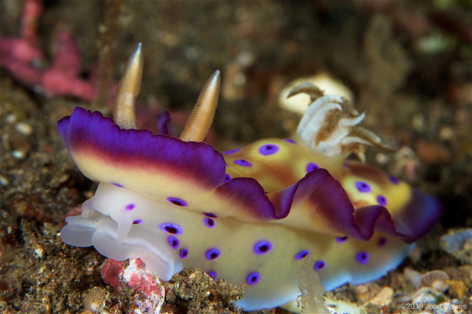 NadLembeh20160055