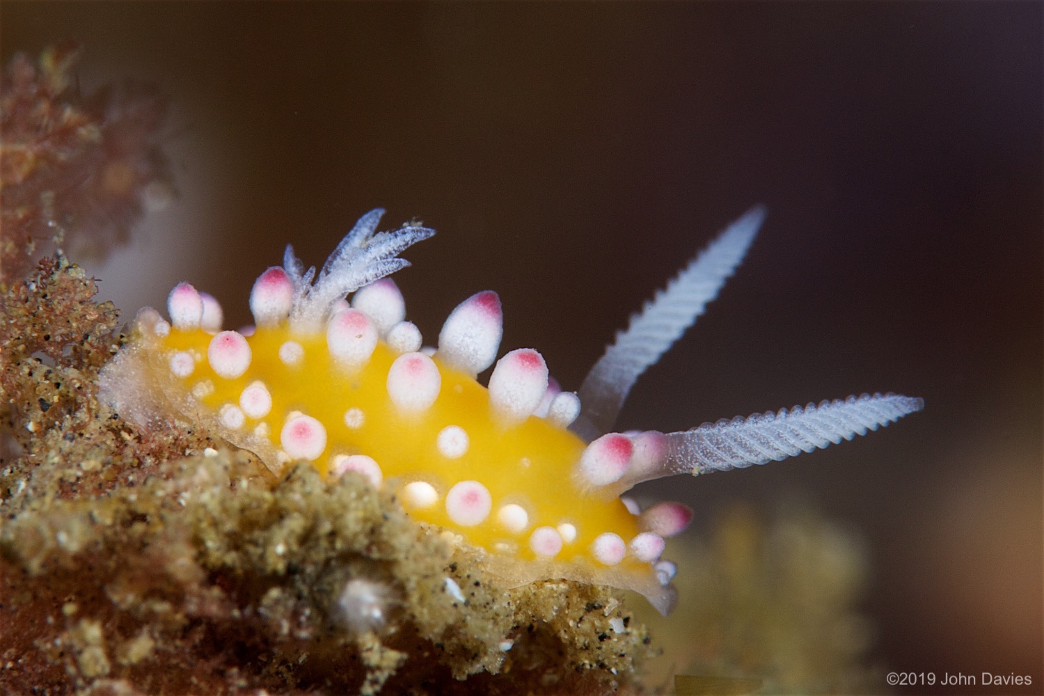 NadLembeh20160057