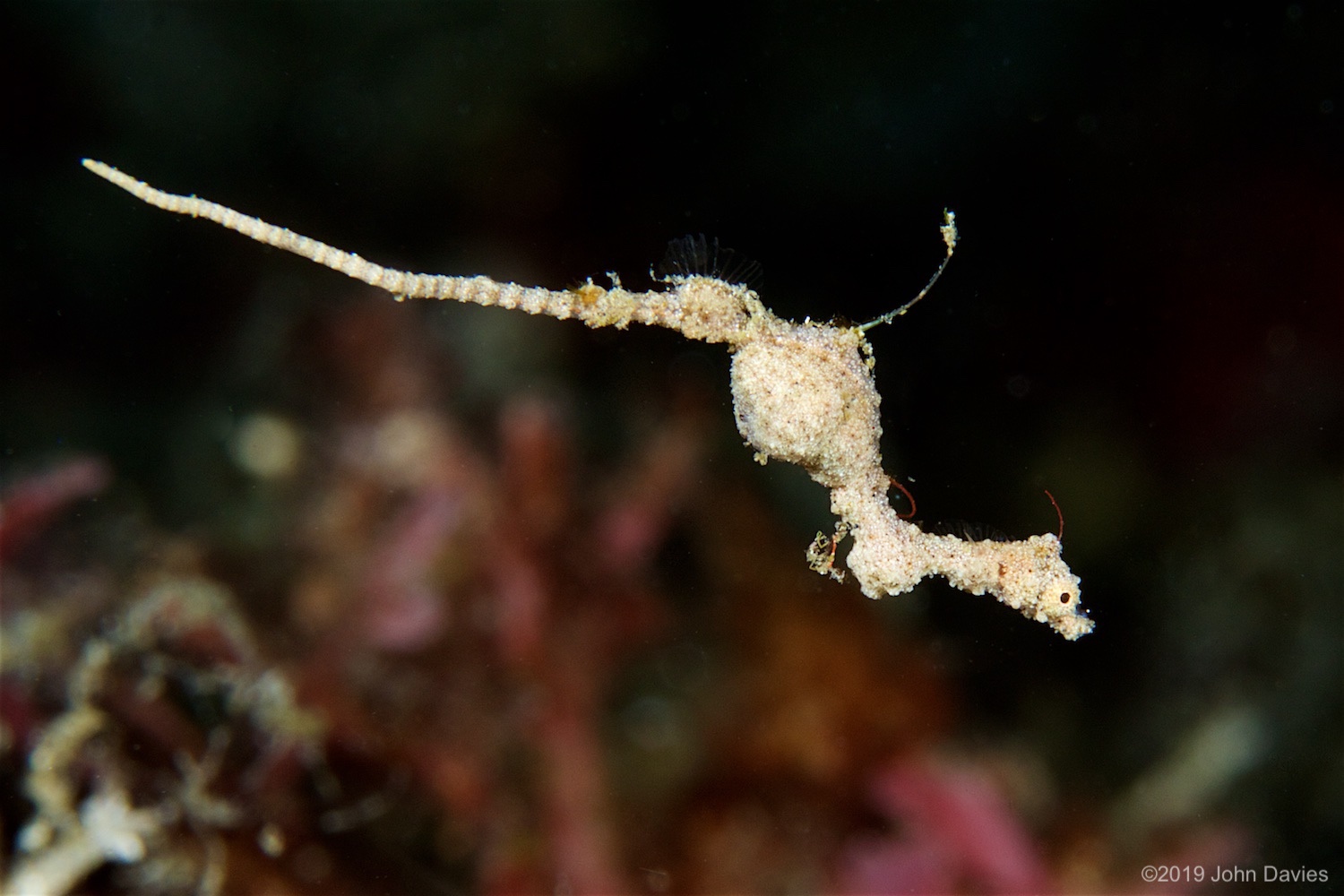 NadLembeh20160059