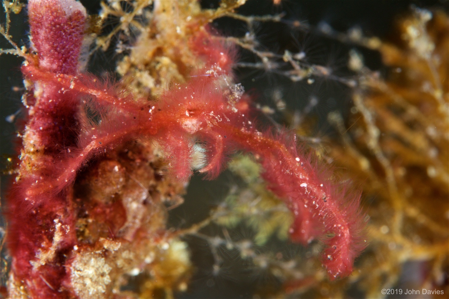 NadLembeh20160061