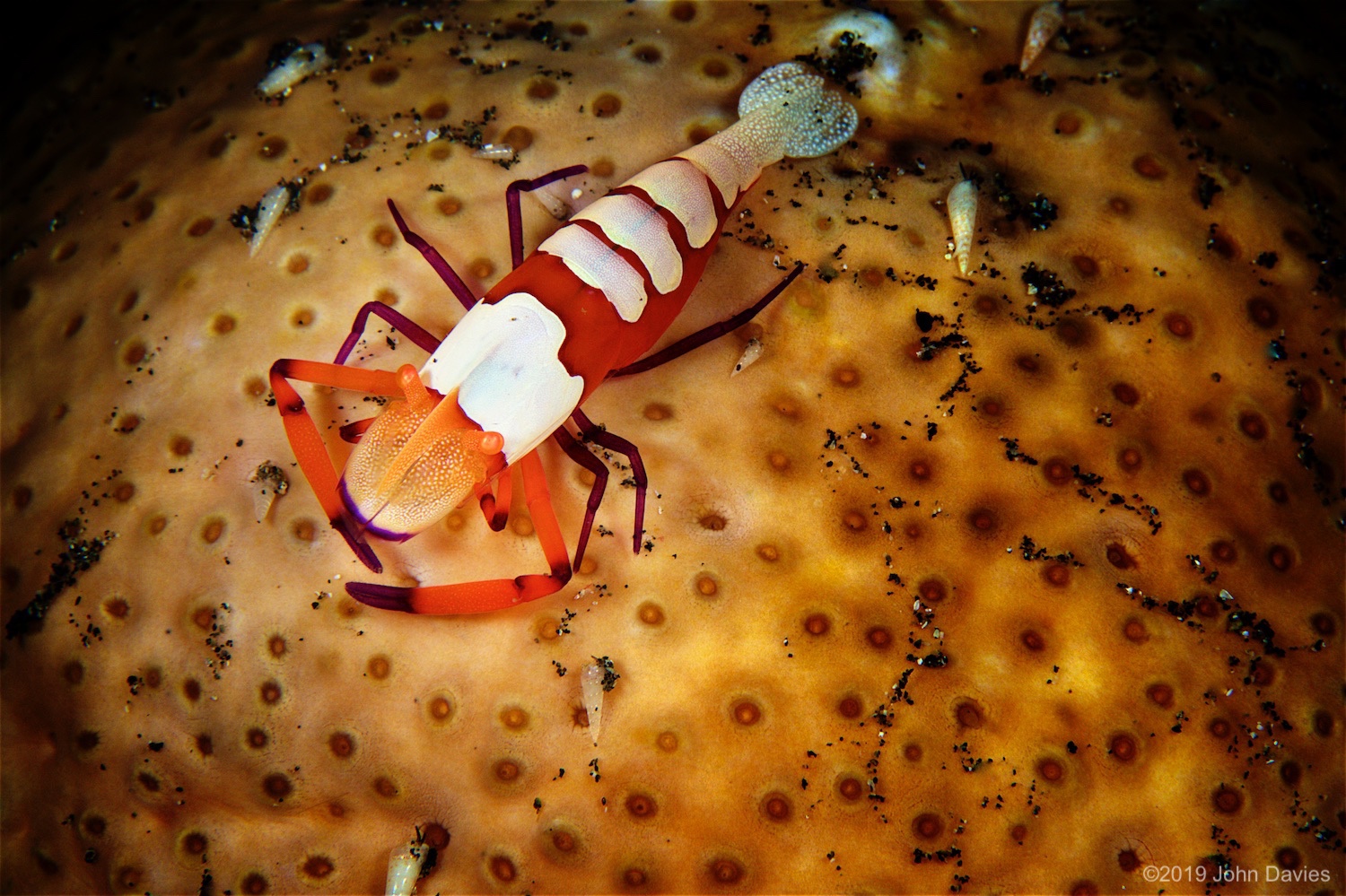 NadLembeh20160062