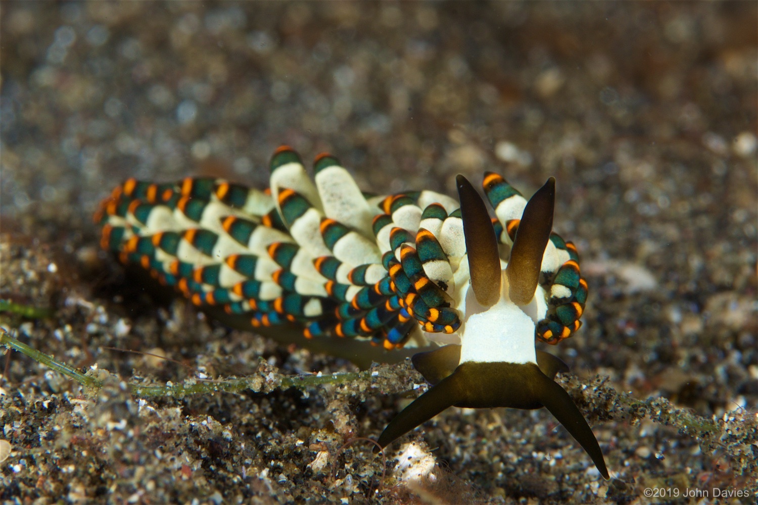 NadLembeh20160063