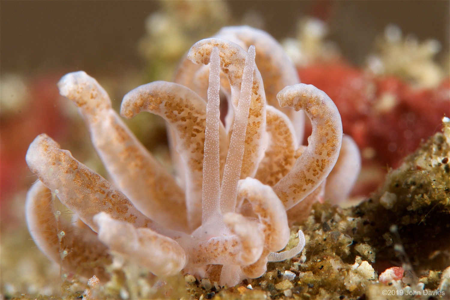 NadLembeh20160065