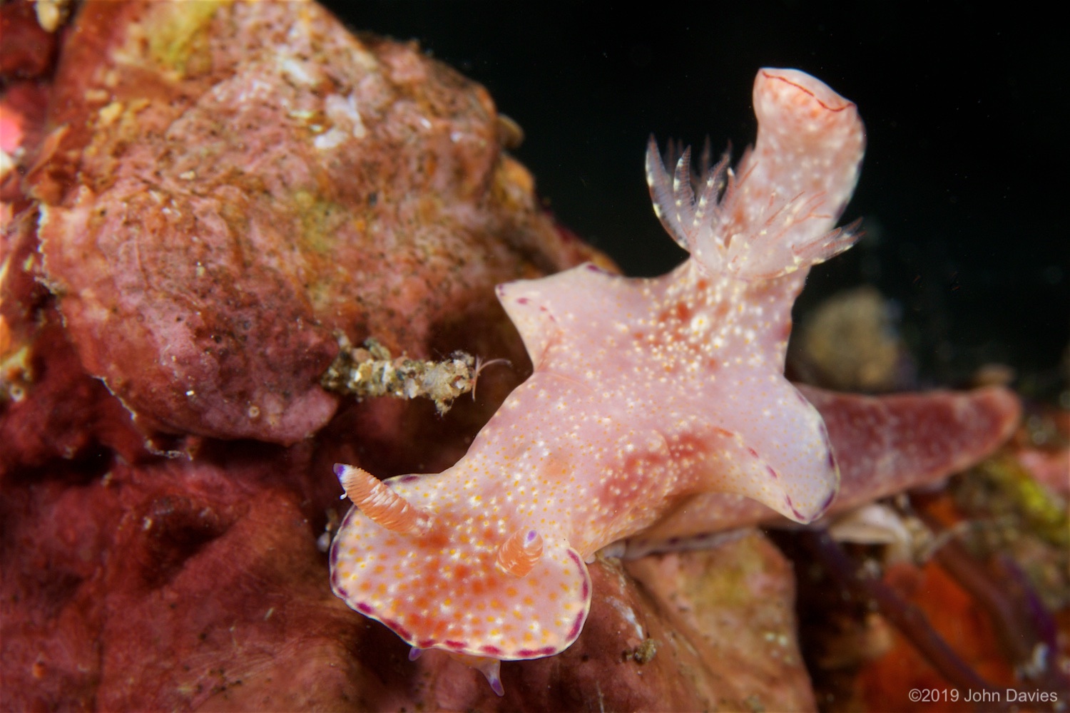 NadLembeh20160066