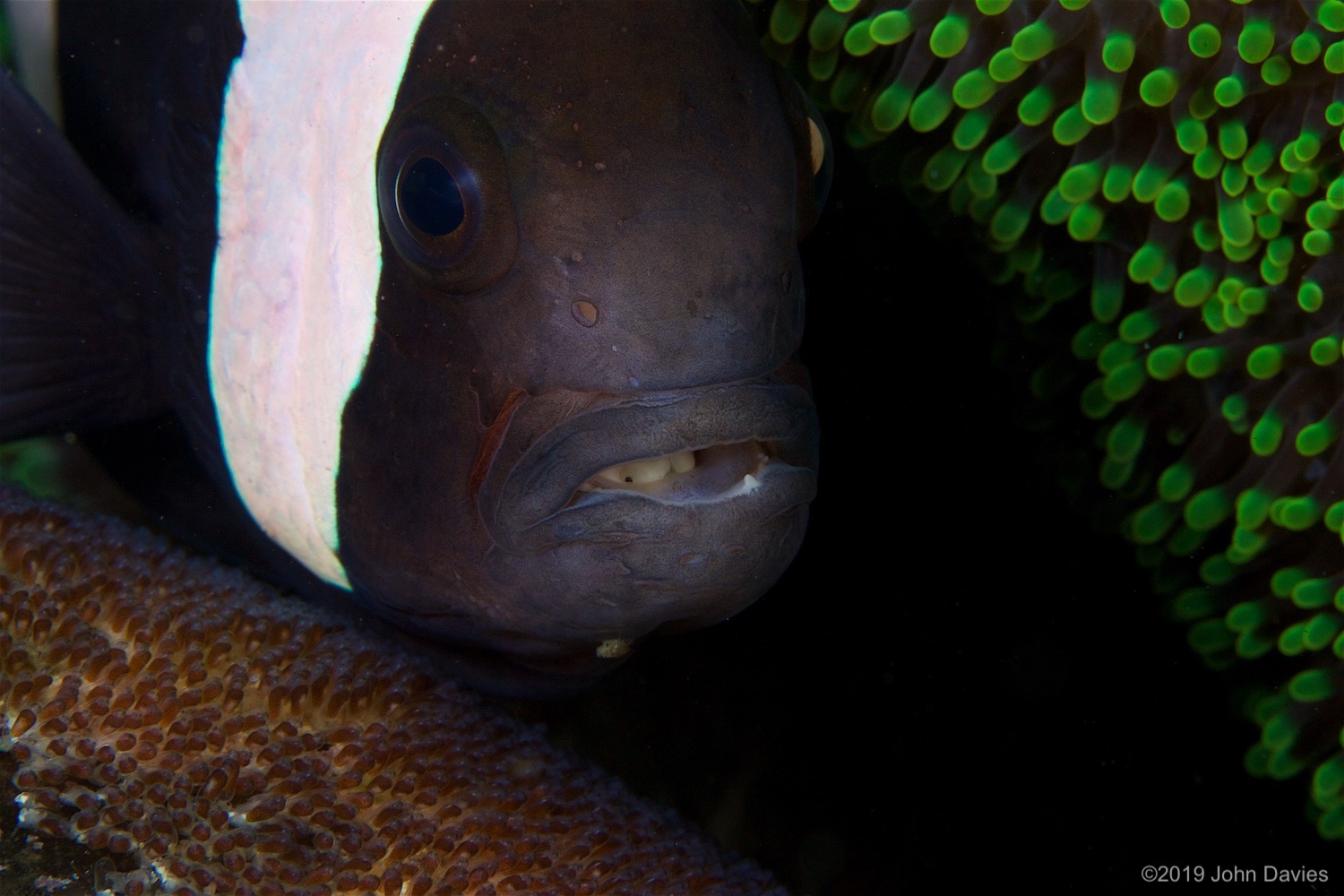 NadLembeh20160067