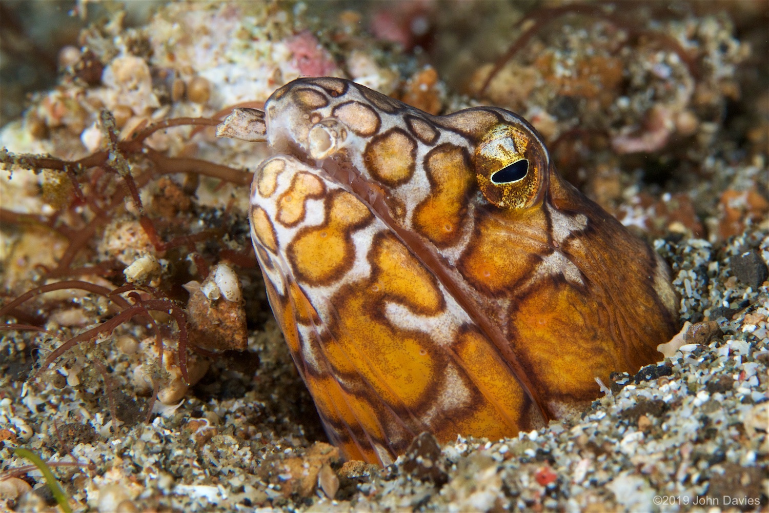 NadLembeh20160069