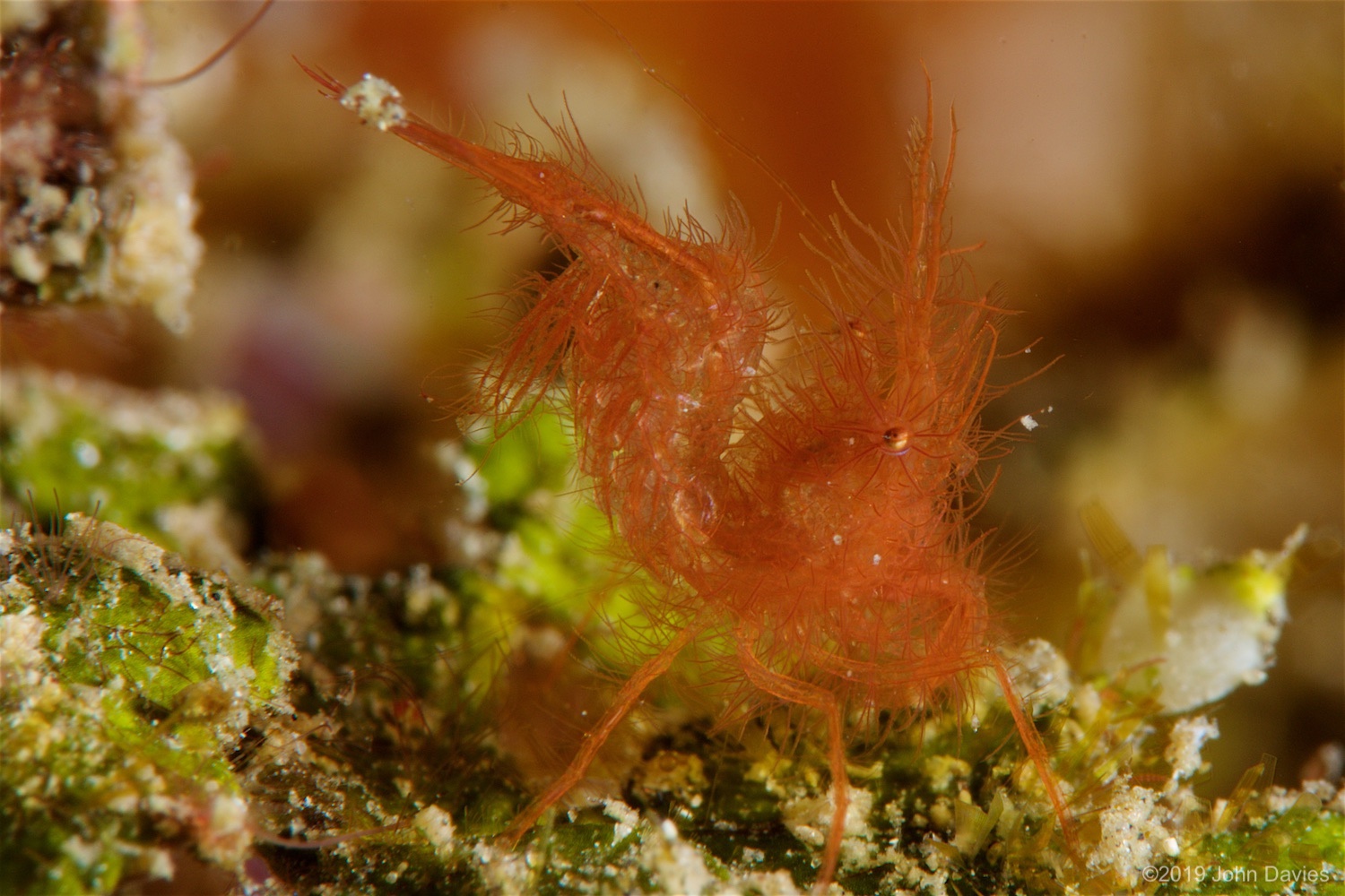 NadLembeh20160074