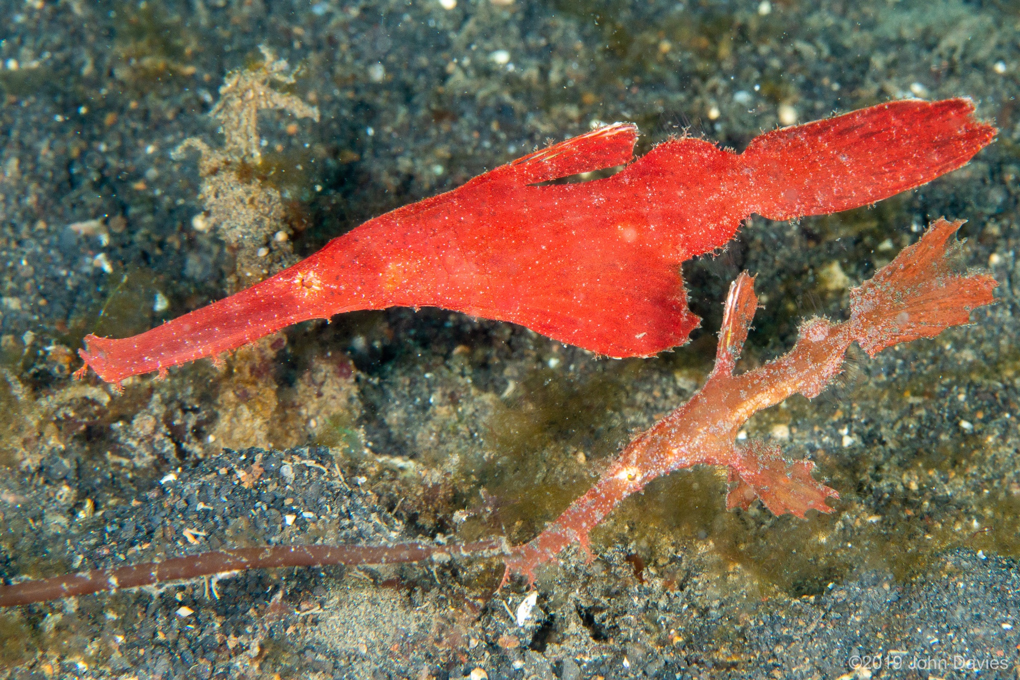 NadLembeh201900002