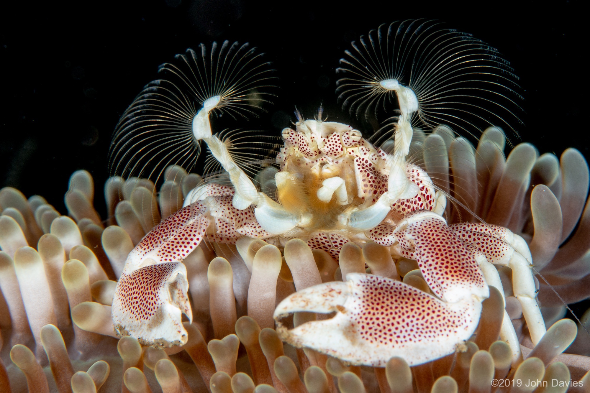 NadLembeh201900003