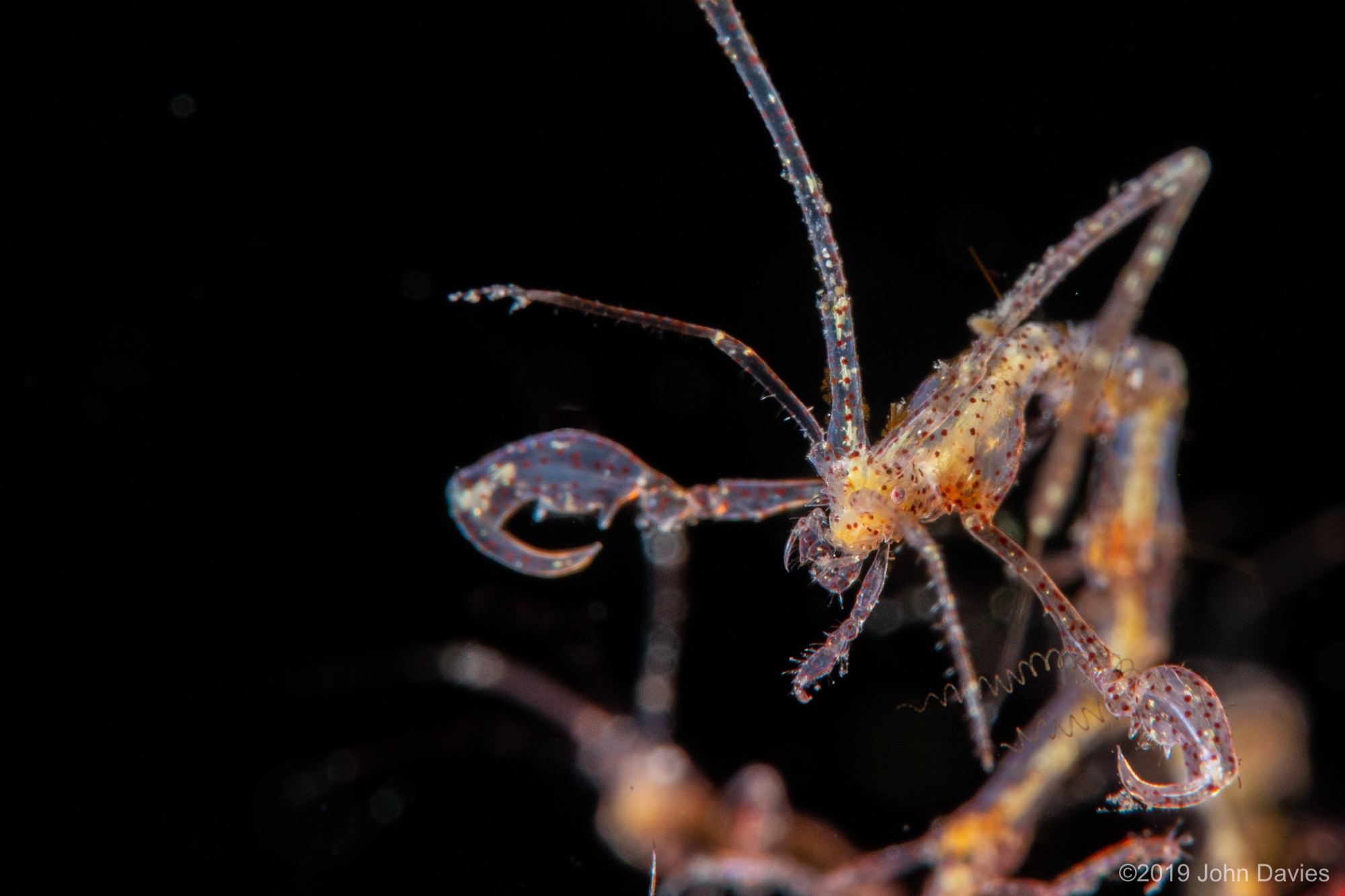 NadLembeh201900005